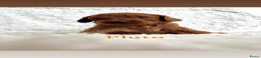 Pluto - Orange collar