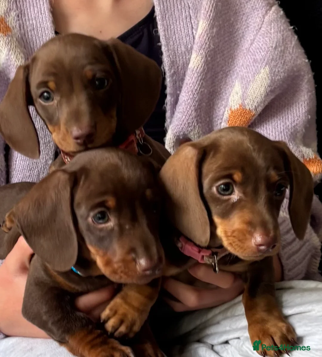 Miniature Dachshund dogs for sale: One beautiful female miniature dachshund puppy in Lincoln - Advert 1