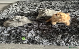 British Shorthair cats for sale: GCCF registered British longhairs and Shorthairs - Image 6