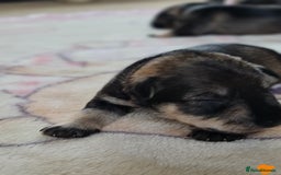 Miniature Schnauzer dogs for sale: Beautiful KC Reg. Miniature Schnauzer Puppies - Advert 16