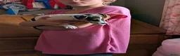 Jack Russell dogs for sale: Working Jack's(vet papers)Traditioal Jack Russel  - Advert 3