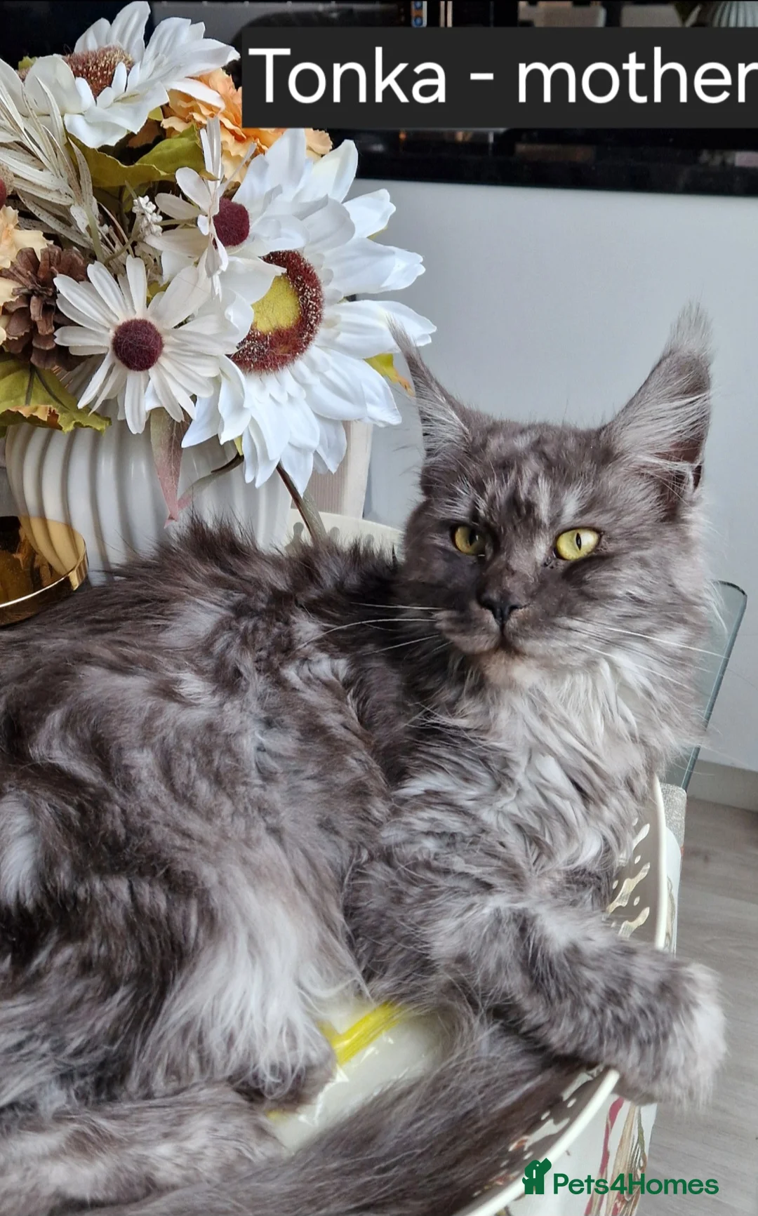 Maine Coon cats for sale: Maine Coon Active Girl, Solid Blue in Chorley - Advert 5
