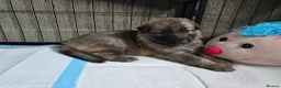 German Shepherd dogs for sale: 💥 READY TO LEAVE💥💕Lunas pups 💕 - Advert 35