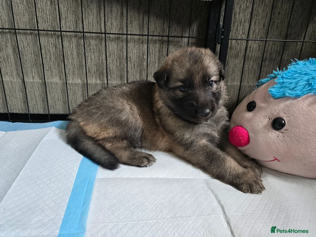 German Shepherd dogs for sale: 💥 READY TO LEAVE💥💕Lunas pups 💕 - Advert 35