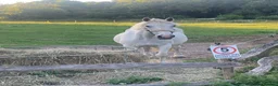 Irish Draught horses for sale: Class 1 weight carrier Irish draught  - Advert 3