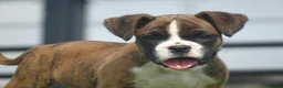 Boxer dogs for sale: Beautiful boxer puppy  - Advert 5