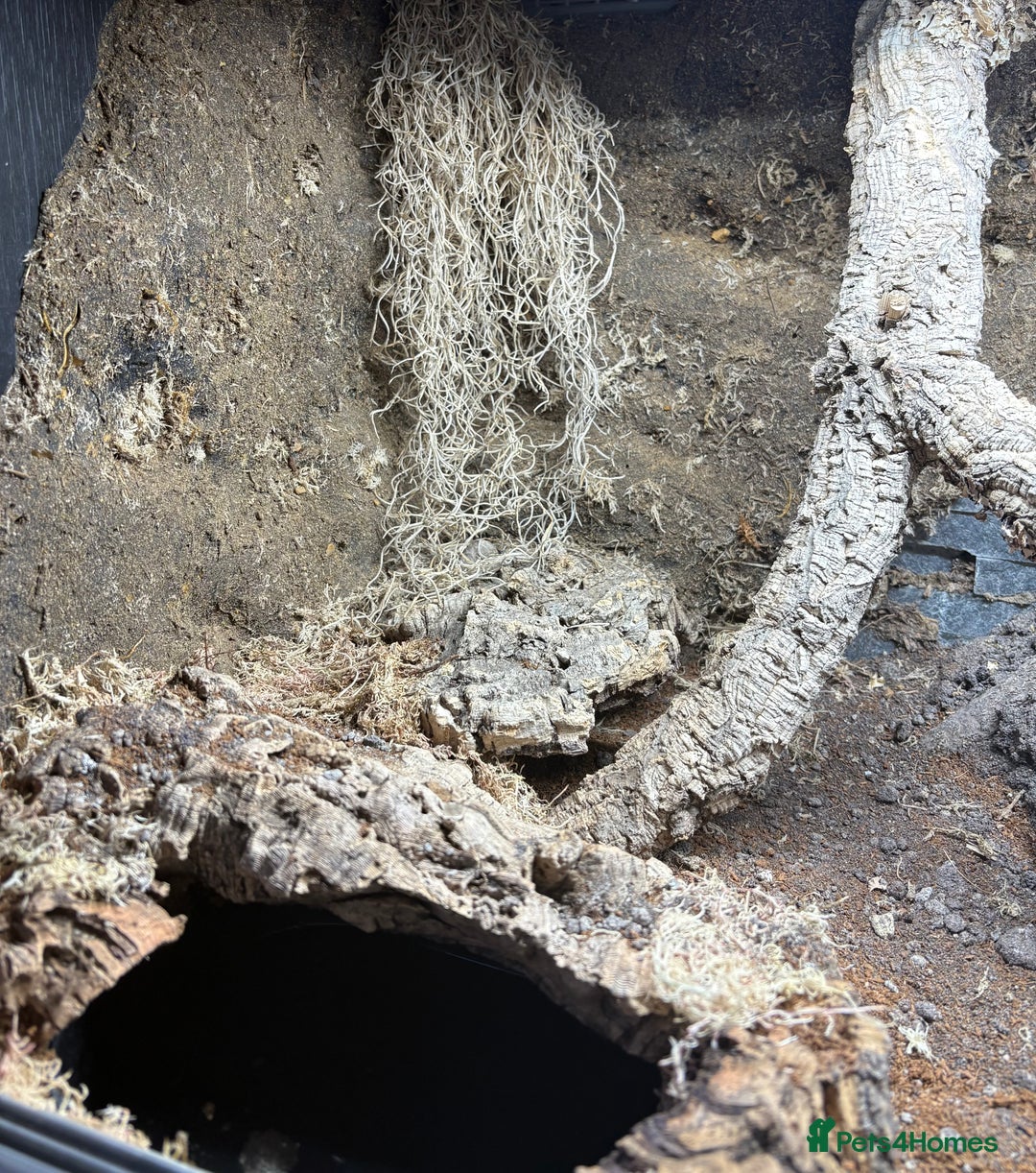 Leopard Gecko reptiles for sale: Leopard Gecko Blood Mandarin & Viv Exotic+  (3ft) - Advert 7