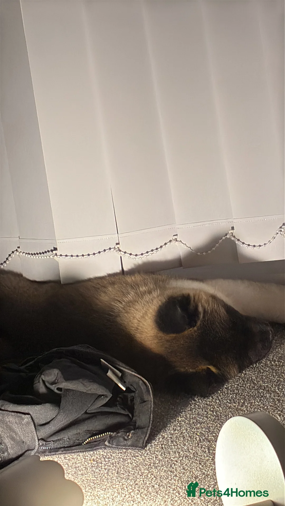 Akita dogs for sale: Likkle Sweetheart Akita Pup - Advert 3