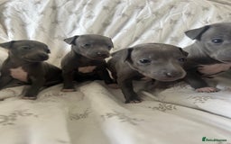 Italian Greyhound dogs for sale: 1 boy left  - Image 7