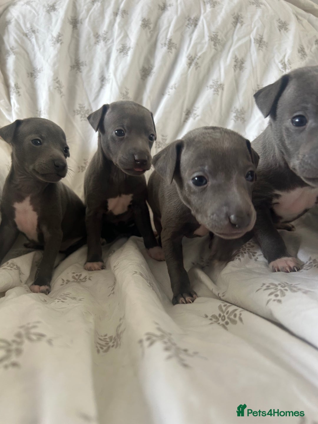 Italian Greyhound dogs for sale: 1 boy left  - Image 7