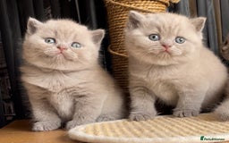 British Shorthair cats for sale:  Absolutely Beautiful BSH Champion Line kittens  - Image 18