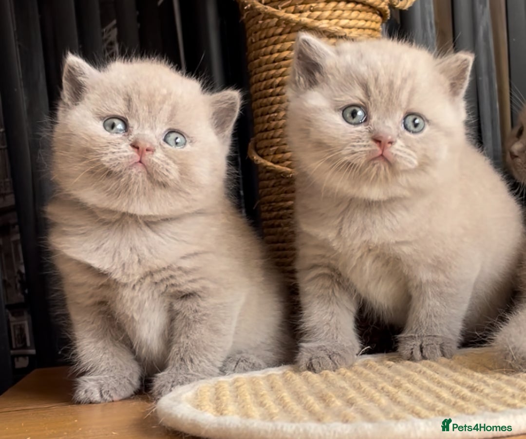 British Shorthair cats for sale:  Absolutely Beautiful BSH Champion Line kittens  - Image 18