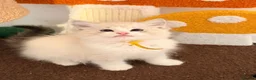 Ragdoll cats for sale:  Tica reg seal tabby bicolour ragdoll kitten  - Advert 1