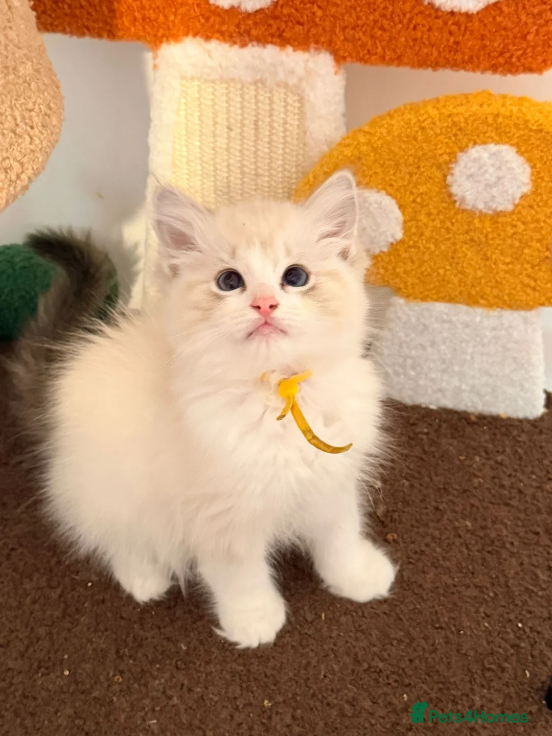 Ragdoll cats for sale:  Tica reg seal tabby bicolour ragdoll kitten  - Advert 1