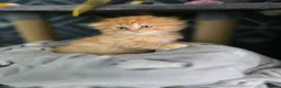 Scottish Fold cats for sale: Scottish fold litter due early September - Advert 9