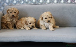 Cavapoochon dogs for sale: Cavapoochon puppies for sale - Advert 16
