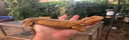 Bearded Dragon reptiles for sale: Proven adult bearded dragons ( read advert) - Advert 6