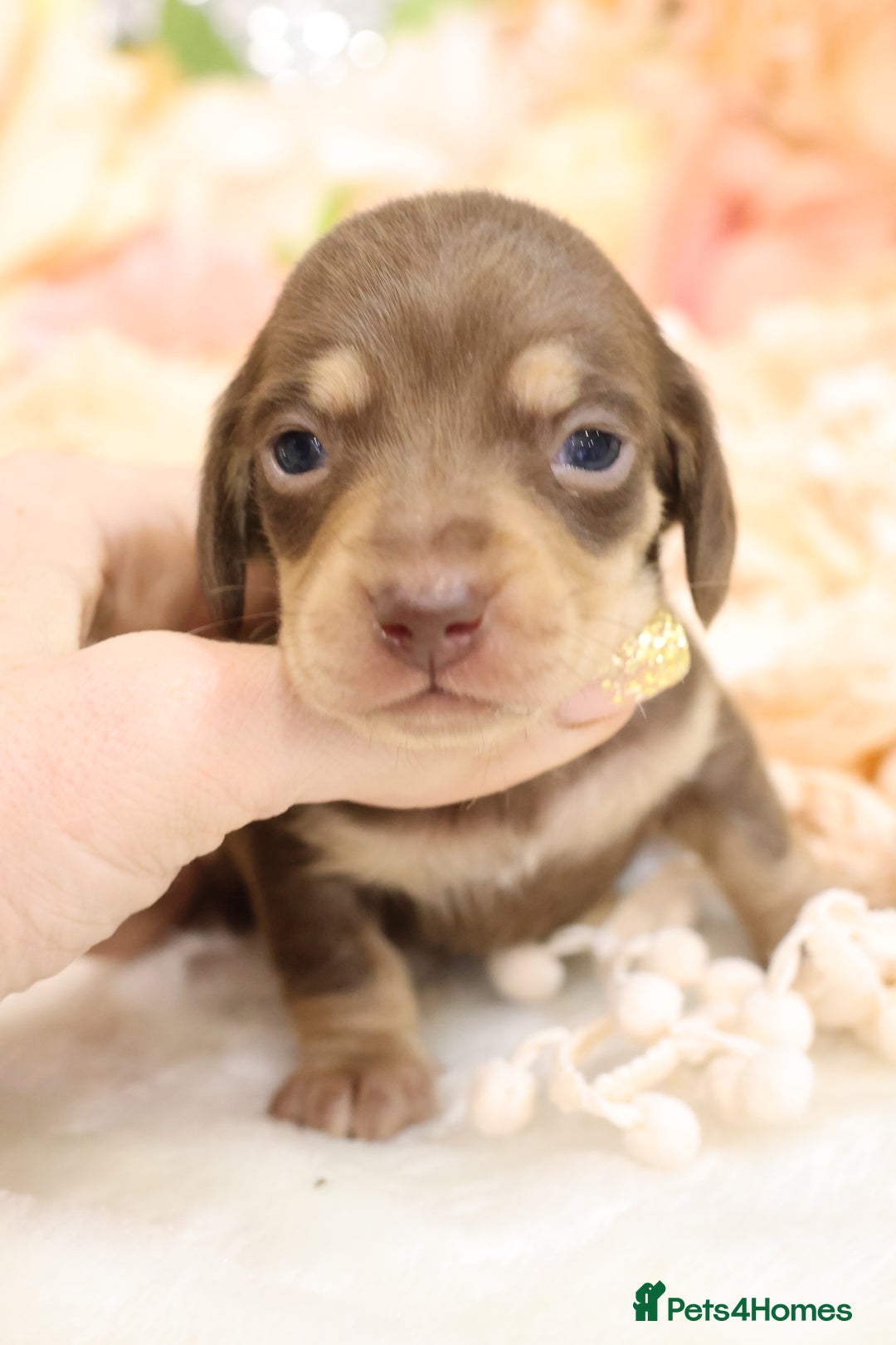 Miniature Dachshund dogs for sale: KC Miniature Dachshund Puppies - Advert 12