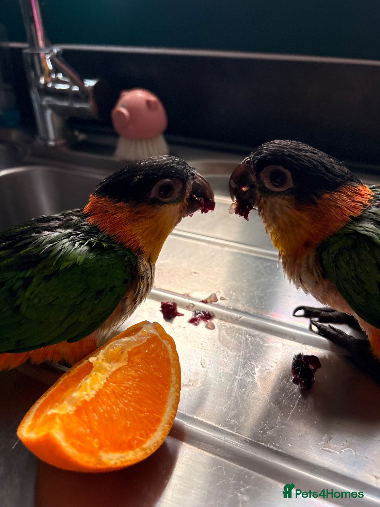 Parrots birds for sale: Caique parrots  in Colchester - Advert 3