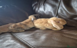 English Lop rabbits for sale: Holland lop baby rabbits  - Image 9
