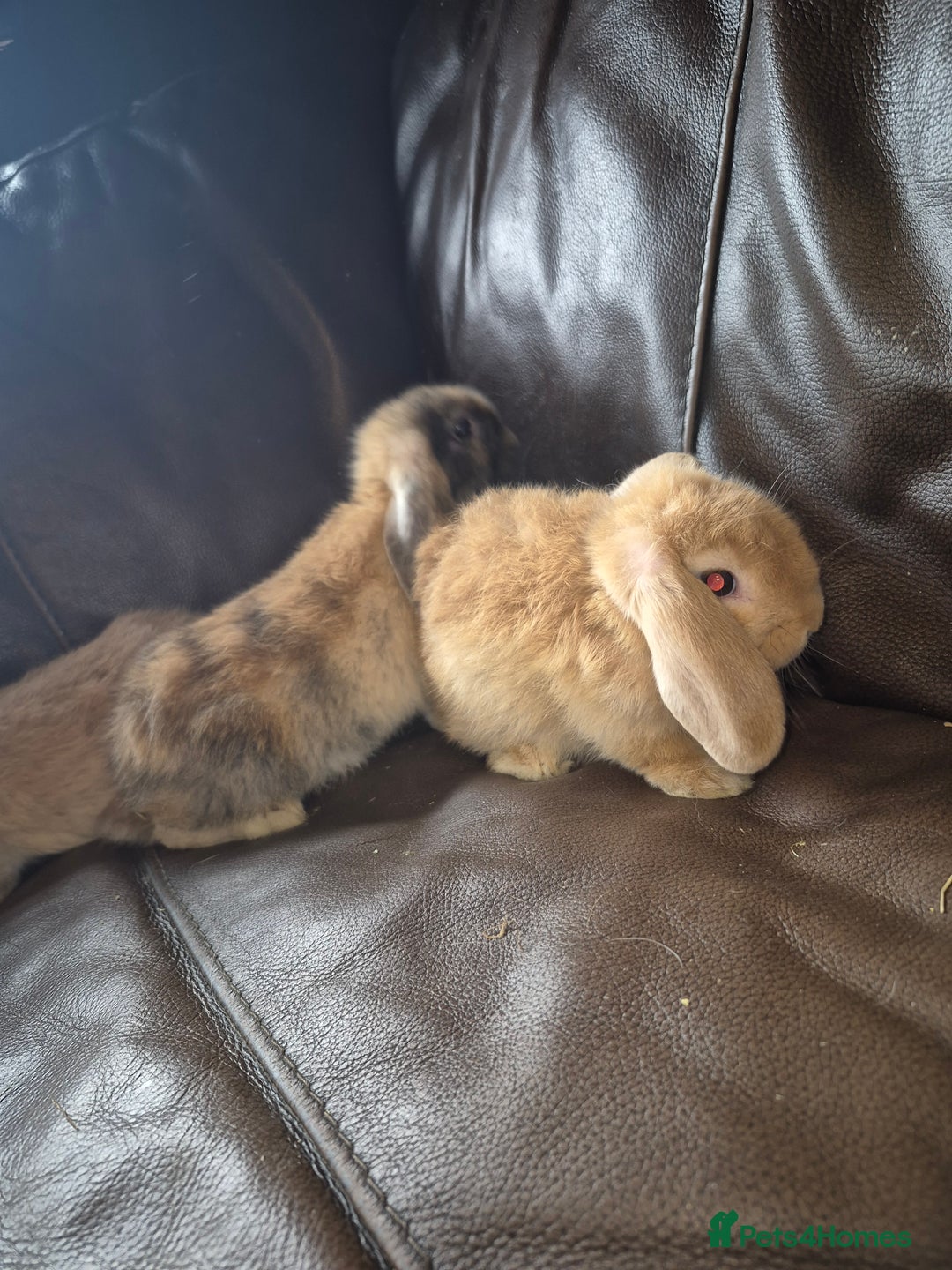 English Lop rabbits for sale: Holland lop baby rabbits  - Image 9