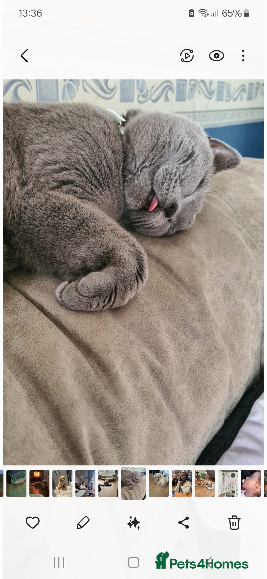 British Shorthair cats for sale: British short hair - Advert 3