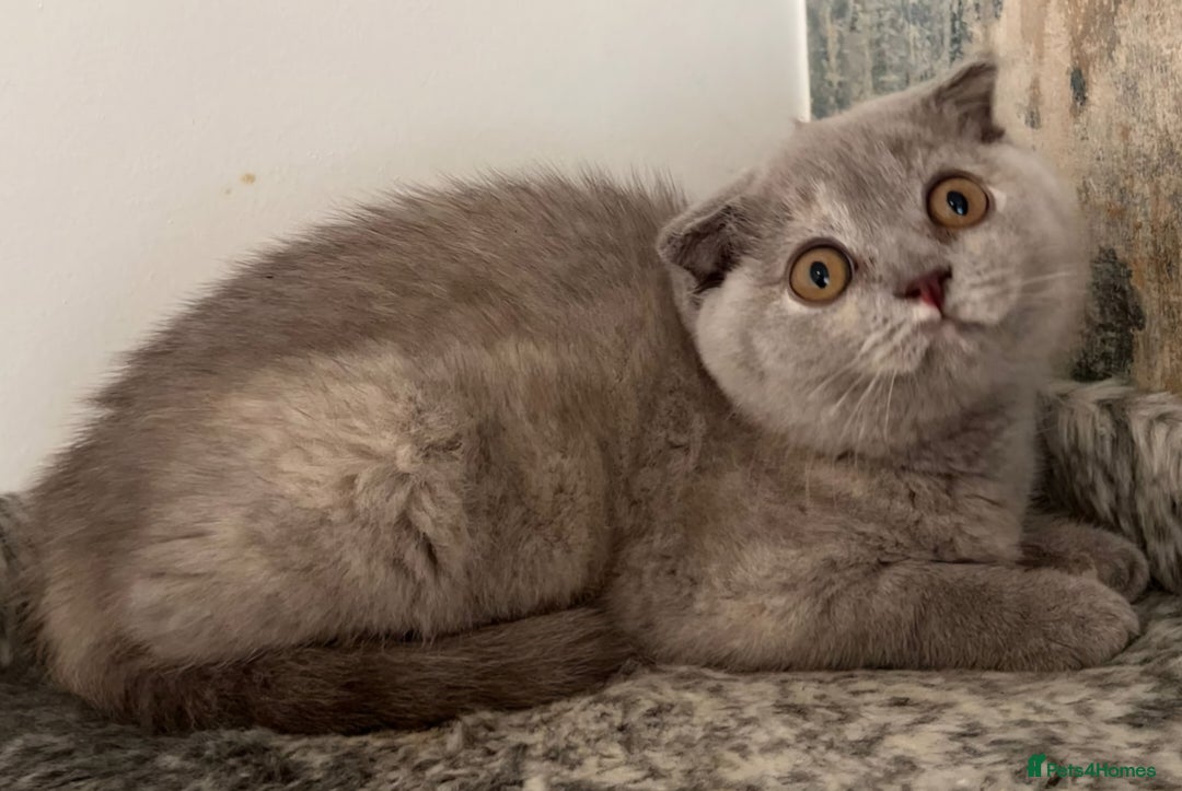 British Shorthair cats for sale: LAST ONE Teddy Bristish Short kittens - Image 1