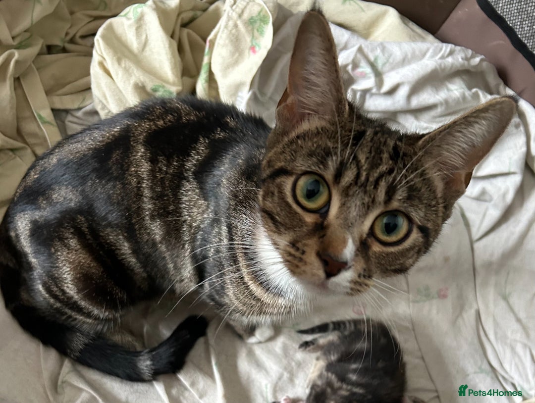 Mixed Breed cats for sale: Two Bengal-cross girls - Tosia and Bailey - Image 2