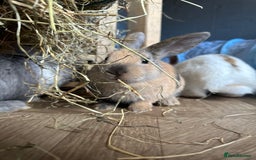 Mixed Breed rabbits for sale: Baby Rabbits  - Image 11
