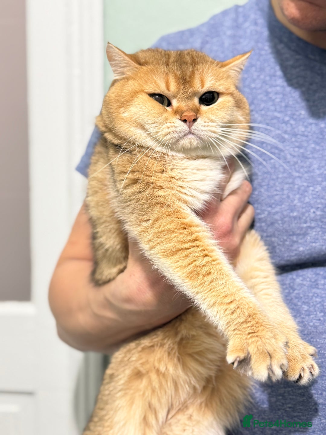 British Shorthair cats for stud: Gold BRI ny12 Stud in Derby - Advert 19