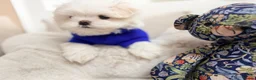 Maltese dogs for sale: Bambelina Full Korean Bloodline Maltese - Advert 8