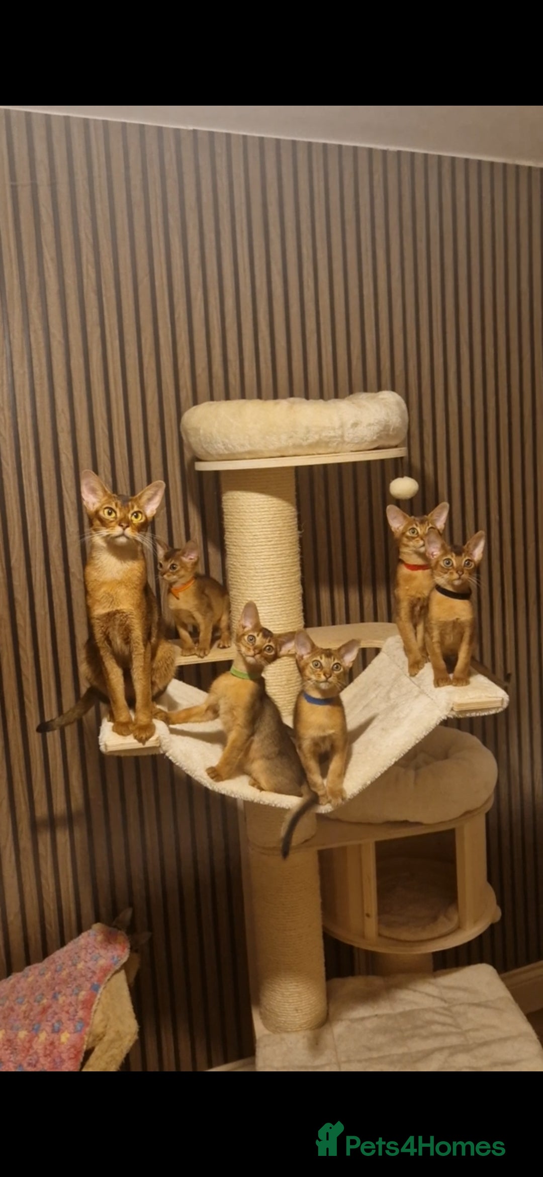Abyssinian cats for sale: Pure Abyssian kittens ❤️ - Advert 1