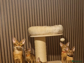 Abyssinian cats Pure Abyssian kittens ❤️ - Advert 2