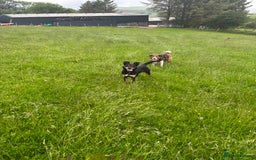 Border Collie dogs for sale: Lovely kelpie for sale❤️ - Image 3