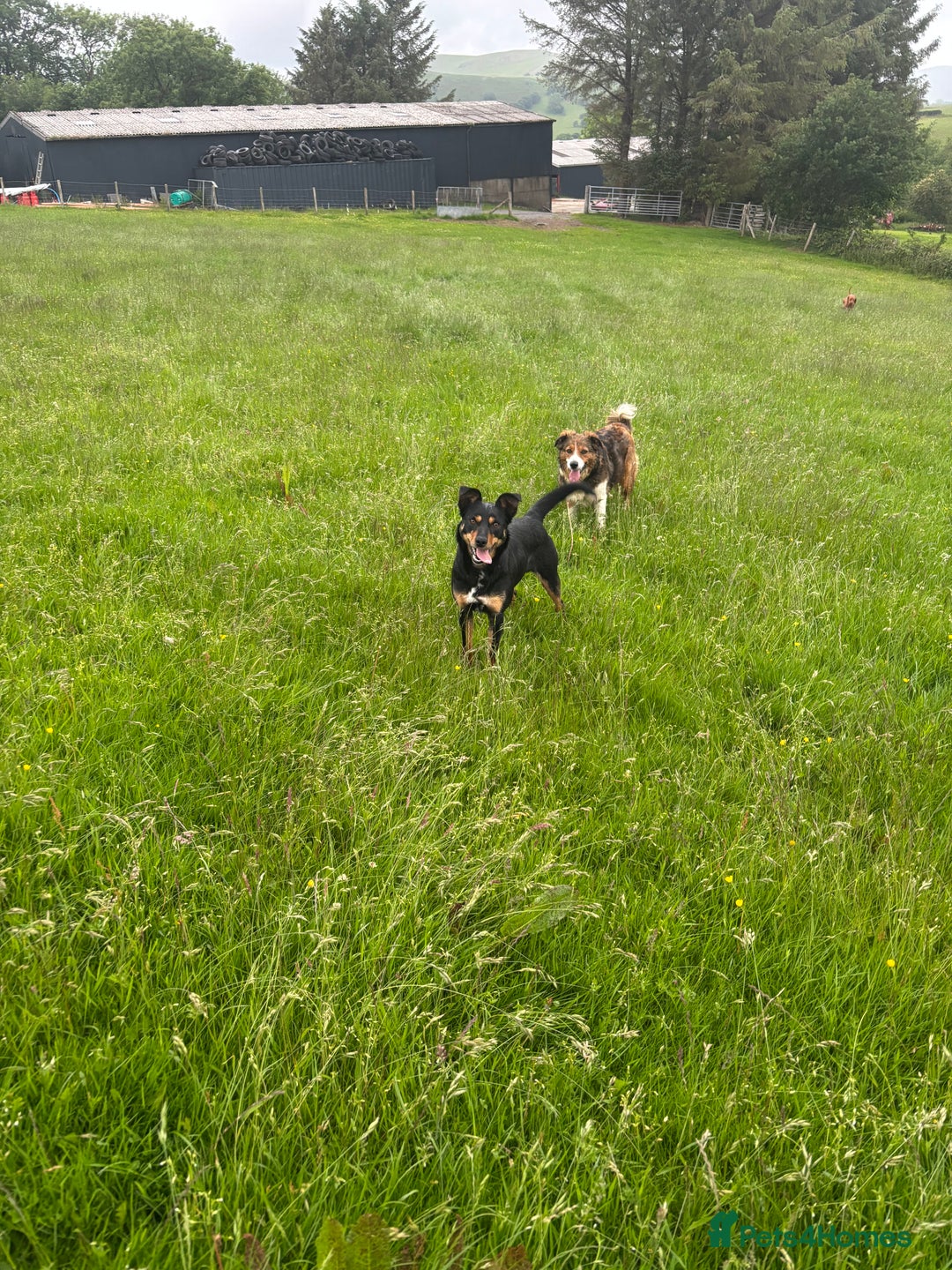Border Collie dogs for sale: Lovely kelpie for sale❤️ - Image 3