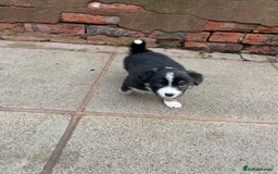 Border Collie dogs for sale: Beautiful Tri-colour border collies - Image 8