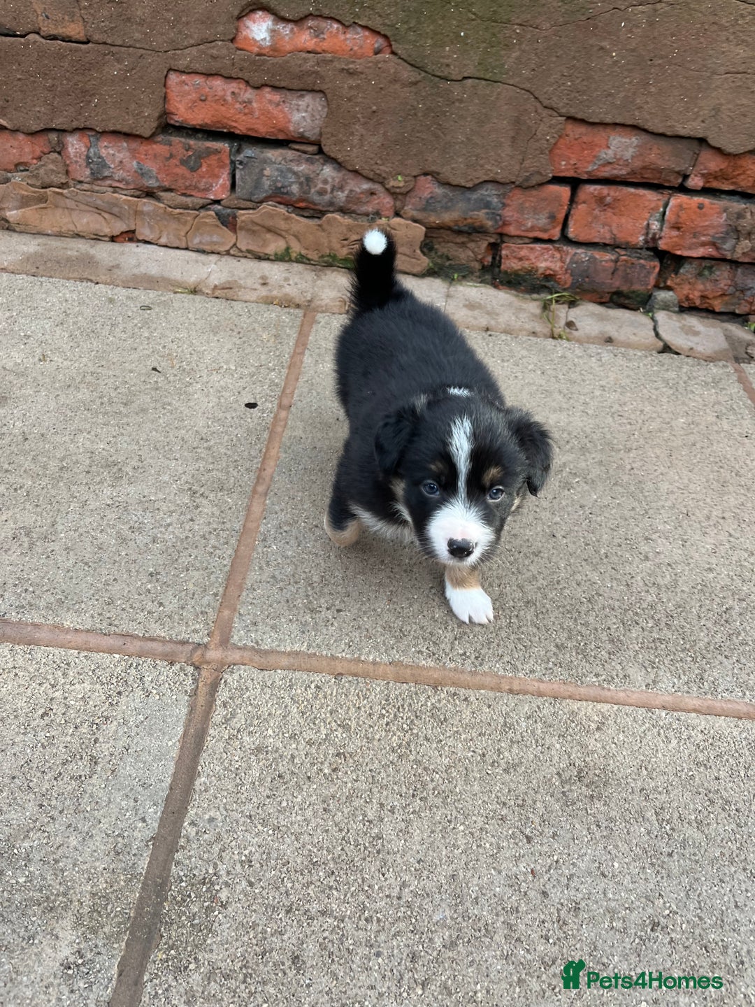 Border Collie dogs for sale: Beautiful Tri-colour border collies - Image 8