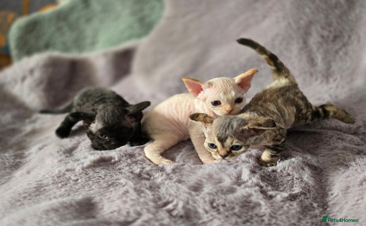 Devon Rex cats - Advert 2