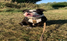 Dorset Olde Tyme Bulldogge dogs for sale: Kong (Old Tyme Bulldog) - Image 1