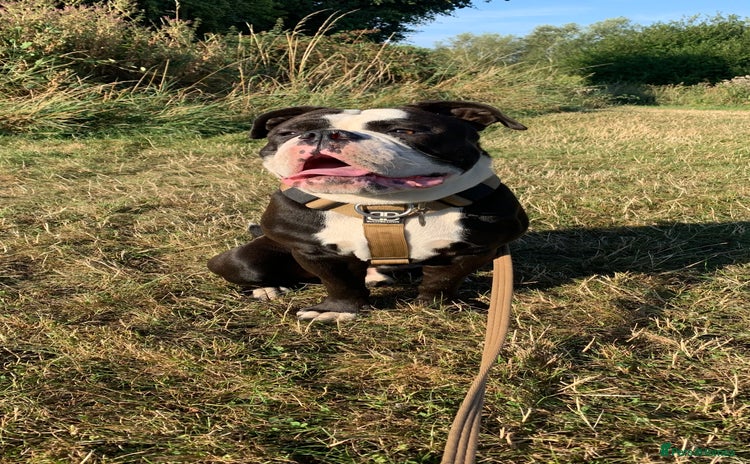 Dorset Olde Tyme Bulldogge dogs - Advert 1