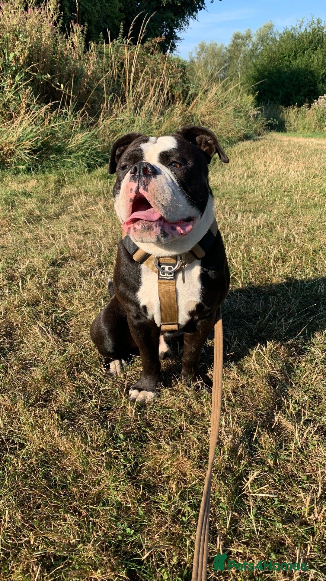Dorset Olde Tyme Bulldogge dogs for sale: Kong (Old Tyme Bulldog) - Image 1