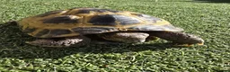 Tortoise reptiles for sale: Russian Tortoise + Enclosure in Nottingham - Advert 1
