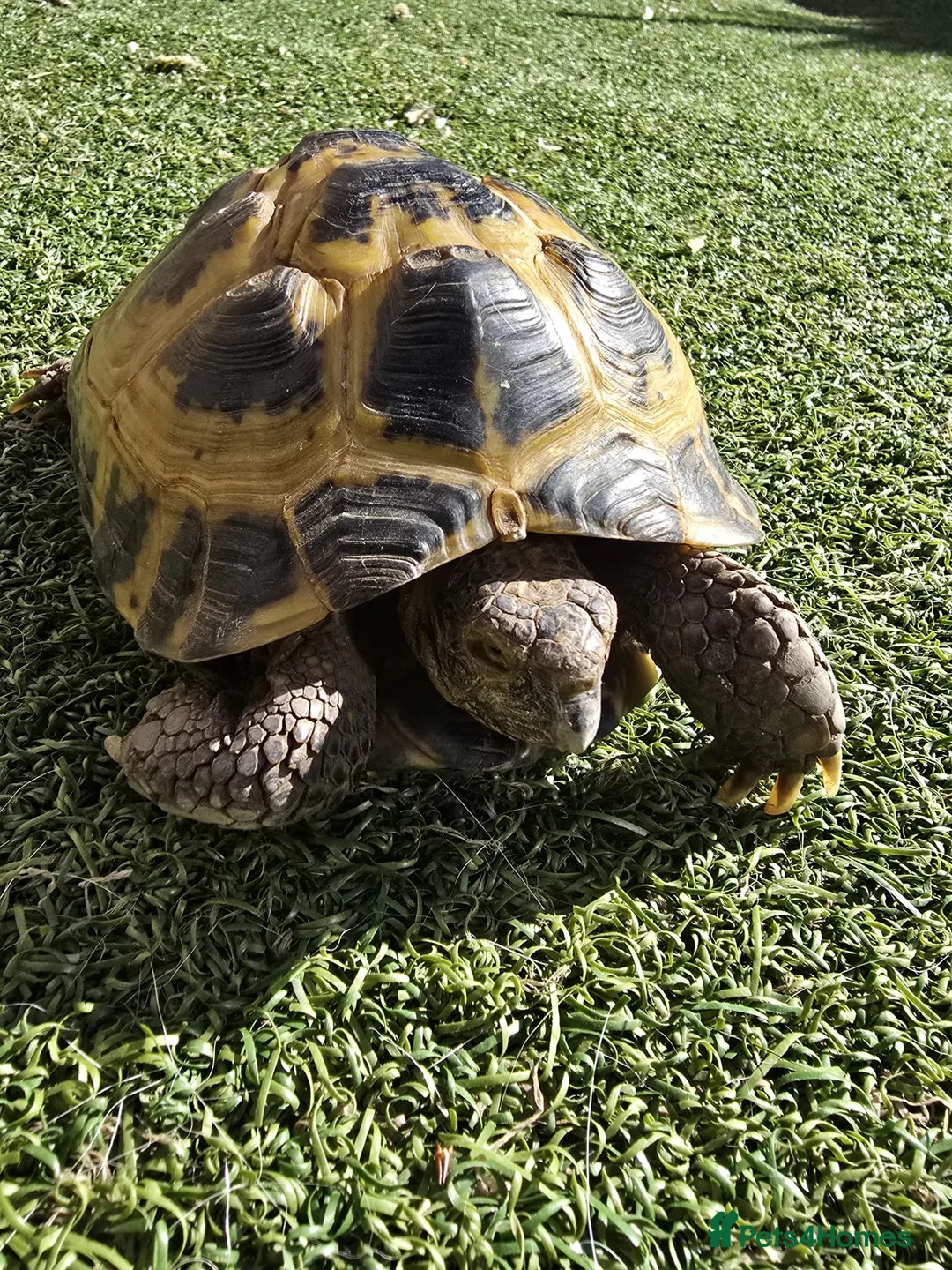 Tortoise reptiles for sale: Russian Tortoise + Enclosure in Nottingham - Advert 1