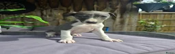 Whippet dogs for sale: 🐾Beautiful Whippet Puppies🐾 - Advert 5