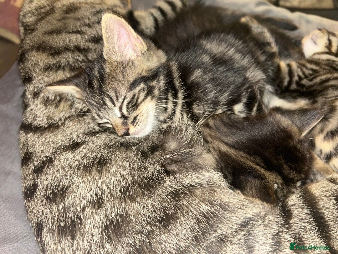 Bengal cats for sale: bengal x ragdoll kittens  - Image 3