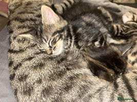 Bengal cats - Advert 3