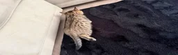 Bengal cats for sale: Beautiful x bengals ready to be rehomed - Advert 20
