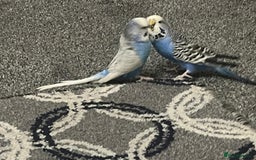 Budgerigars birds for sale: Budgies and cockatiel for sale - Advert 8