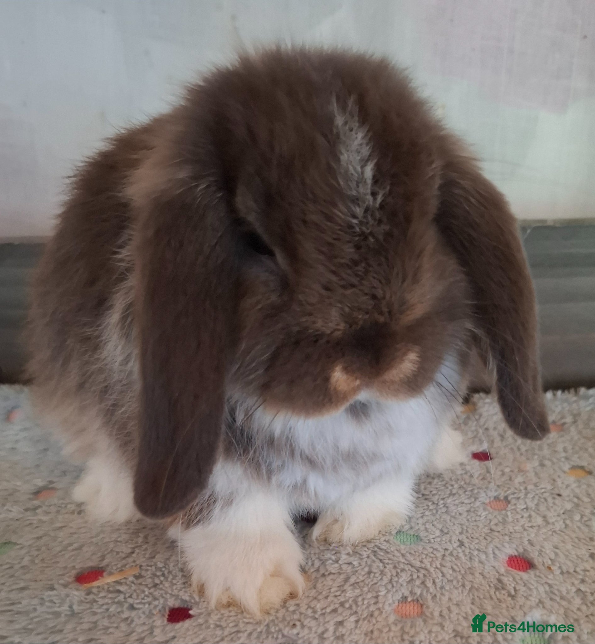 Mini Lop rabbits Mini lops - Advert 1