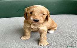 Double Doodle dogs for sale: Beautiful Double Doodle Puppies - Image 6